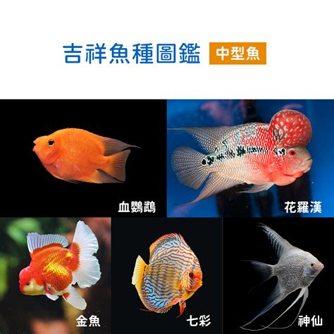 寵物魚種類 天乙貴人兩個